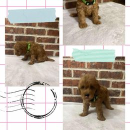 Girl 2 - Red  female Goldendoodle puppy in Milan, Indiana from Judy's Pups