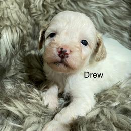 Drew - Cream male Aussiedoodle puppy in Lebanon, Missouri from Cobbs Creek Canines