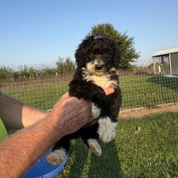 Kidney bean - Orange - Black and white male Aussiedoodle puppy in Eolia, Missouri from Barefoot Kennel