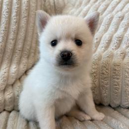 Alien - White female Pomsky puppy in Valparaiso, Indiana from Valparaiso Pomskys