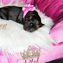 Hehven - Brown female Schnoodle puppy in Demorest, Georgia from Royal Cockapoo Playhouse
