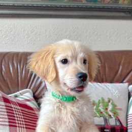 Golden Retriever Puppies from Goldens of Hope