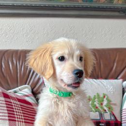 Golden Retriever Puppies from Goldens of Hope