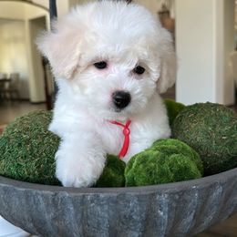 Daisy - White female Bichon Frise puppy in Gresham, Oregon from Lyudmila Loves Puppies