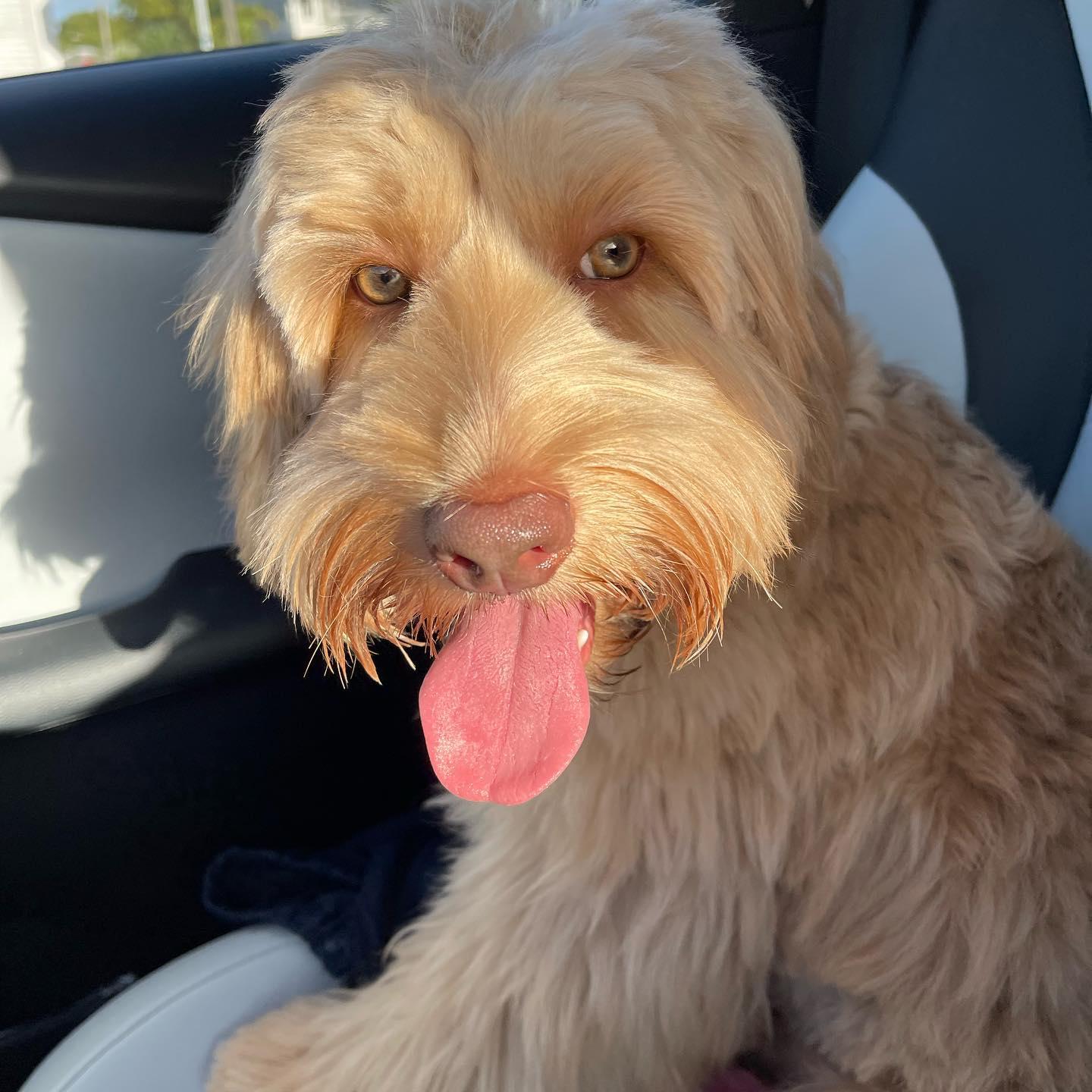 Scooby Doodle Doo Australian Labradoodles in Florida Australian