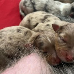 Australian Shepherd Puppies from Dream E River Ranch