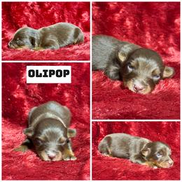 Olipop - Red tri male Miniature Australian Shepherd puppy in Lincoln, California from Country Dreams Mini Aussies