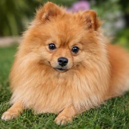 Bear - Red male Pomeranian puppy in Buck Valley, Pennsylvania from Buck Valley Pomeranians