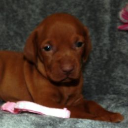 Vizsla Puppies from Roz Vizslas