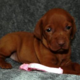 Vizsla Puppies from Roz Vizslas