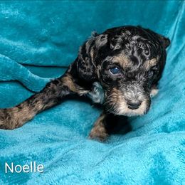Noelle - Black and tan female Cockapoo puppy in Sunset, Louisiana from Cano Cockapoos