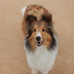 Lexi - Shetland Sheepdog