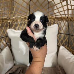 Female1 - Black tri female Miniature Australian Shepherd puppy in Angleton, Texas from 4LH Australian shepherds