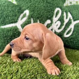 Cream based red boy (orange collar) - Cream male Dachshund puppy in Orlando, Florida from Weiner Wunderland of Central Florida