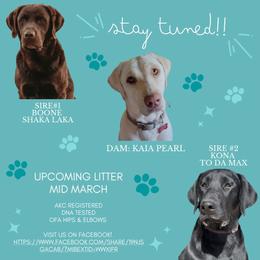 Labrador Retriever puppies from Aloha Lab Pups of SW Colorado