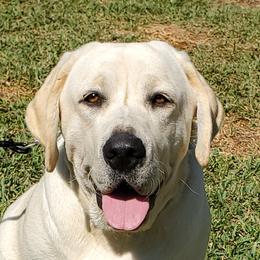 AJ - Labrador Retriever