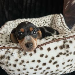 Dachshund puppies from Gift of Gods Favor