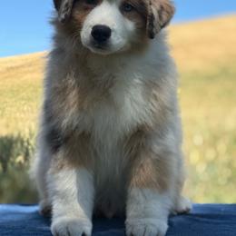 Walnut - Blue merle male Australian Shepherd puppy in Touchet, Washington from Windust Kennels