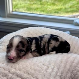 Opium - Blue merle female Aussiedoodle puppy in Decatur, Illinois from Signature Doodles