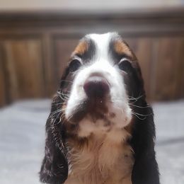 English Springer Spaniel Puppies from Rocky Top Springer Spaniels