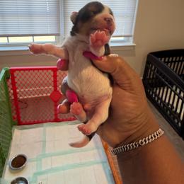 Parti 34 - Parti male Yorkshire Terrier puppy in Richmond, Virginia from Kizzie's Yorkies