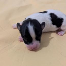 Titus - White black and tan male Papillon puppy in Joshua, Texas from Summertime Kennels