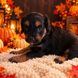 Nutella - Black and tan female Cavapoo puppy in Myrtle Beach, South Carolina from Colorful-K9'S