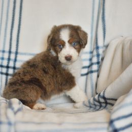 Woman In Red - Red merle female Aussiedoodle puppy in Delta, Colorado from PTK Ranch