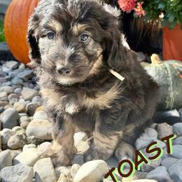 Toast - Sable male Aussiedoodle puppy in Ellenburg Center, New York from Kristin's Puppies