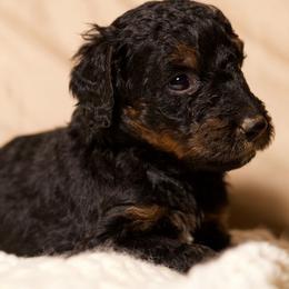 Atlas - Phantom male Goldendoodle puppy in Palmetto Bay, Florida from SOMIDOODLES