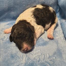 Chocolate and white parti female - Parti female Goldendoodle puppy in La Junta, Colorado from Double J’s Doodles