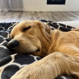 Golden Retriever All Grown Up from Emma Bekker