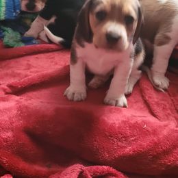 Beagle Puppies from Amanda Nitsa Oz