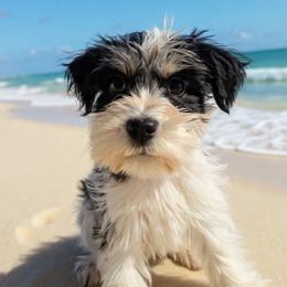 Blaze - Parti male Miniature Schnauzer puppy in Carriere, Mississippi from Sassy Schnauzers