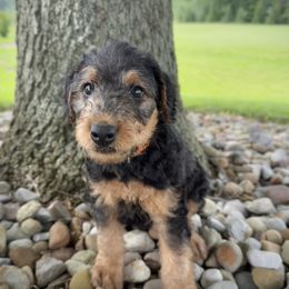 Orange Collared Female - Black and tan female Airedale Terrier puppy in Marshallville, Ohio from Anne's Pups