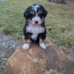 Jack - Tri-color male Bernedoodle puppy in Beach City, Ohio from Blue Cloud Doodles