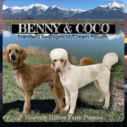 Poodle puppies from Heavenly Hilltop Farm