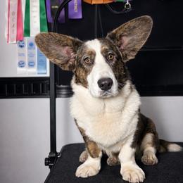 Evie - Cardigan Welsh Corgi