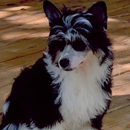 Ace - Black and white male Chinese Crested puppy in Hernando, Florida from Bent Oak Chines Cresteds