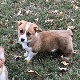 PAIGE - AKC - Red female Pembroke Welsh Corgi puppy in Millsap, Texas from BJ's Blessings