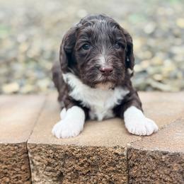 Catcher - Chocolate male Goldendoodle puppy in Twin Falls, Idaho from Magic Valley Family Doodles