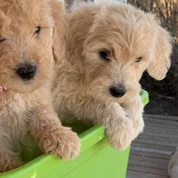 Goldendoodles from Magnoliadoodles