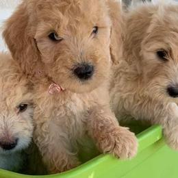 Goldendoodles from Magnoliadoodles
