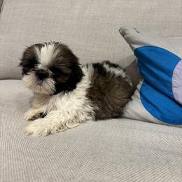Mike - Gold and white male Shih Tzu puppy in Palmetto Bay, Florida from Happy Hour Shih Tzus