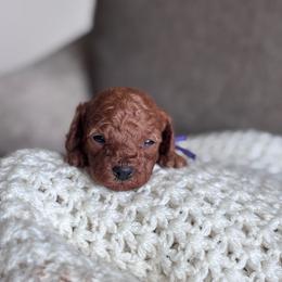 AKC miniature poodle (Purple collar girl) - Red  female Poodle puppy in Skamokawa, Washington from East Valley Pups