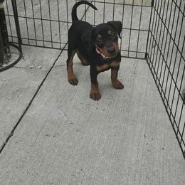 Reserved Toph F Blk- pink collar - Black female German Pinscher puppy in Chatham, Virginia from WMHK9/Roolyn German Pinschers
