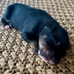 Boy 1 - Black tri-color male Australian Shepherd puppy in Zwingle, Iowa from Homestead Aussies & Doodles