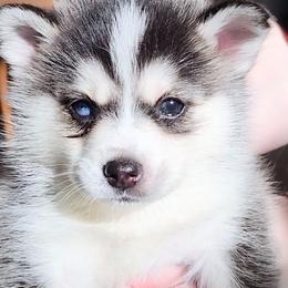 Pomsky Puppies from Nebula Ranch Pomskies
