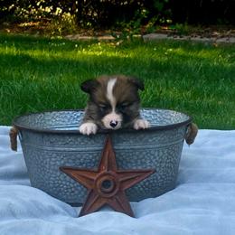No Collar Male - Sable male Pembroke Welsh Corgi puppy in Tenino, Washington from LoneStar Corgis NW