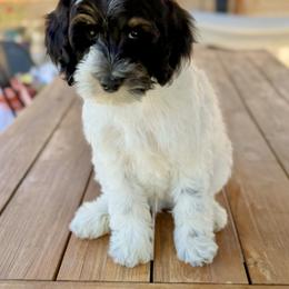 Monkey - Tri-color male Bernedoodle puppy in Salt Lake County, Utah from Coco Avenue Pups